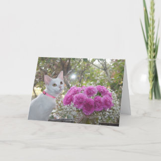 Chaton blanc et carte rose d'oeillets