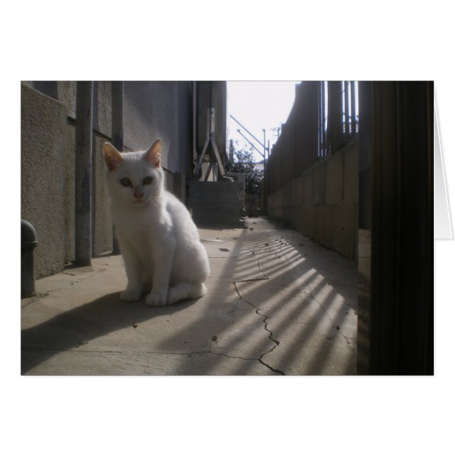 Chaton blanc Stray au Japon (Devant horizontal)