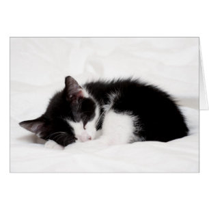 Chaton couchant