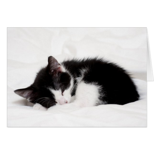 Chaton couchant (Devant horizontal)