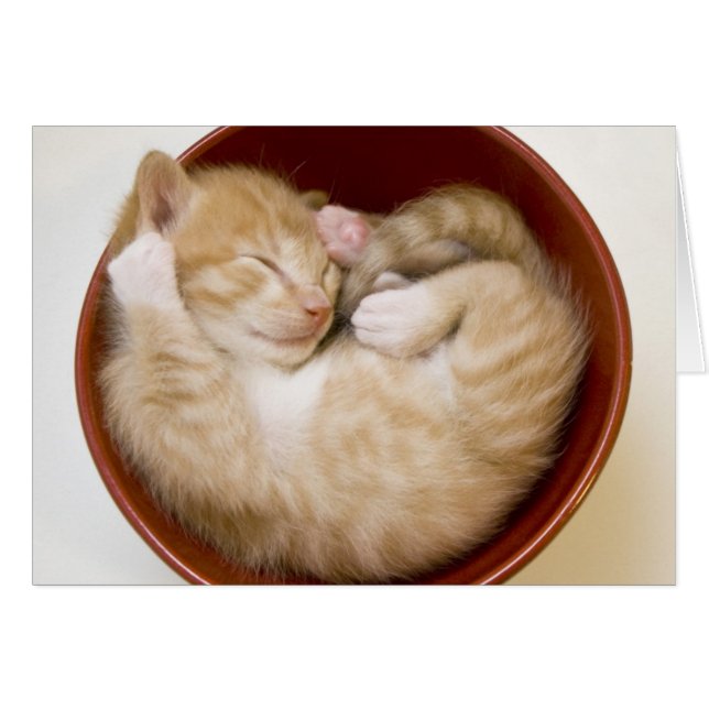 Chaton couchant (Devant horizontal)