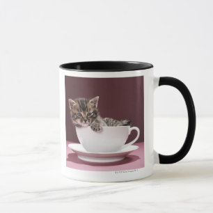 Chaton dans la tasse et soucoupe