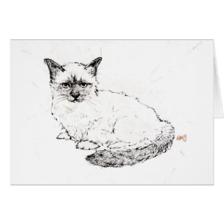 Chaton de Ragdoll