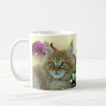 Chaton de ragondin du Maine de tasse