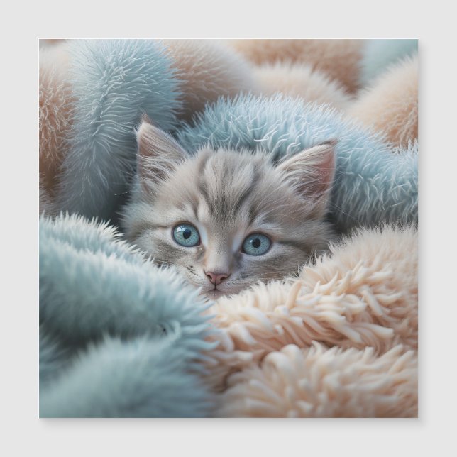 Chaton duveteux dans une couverture douce (Devant)
