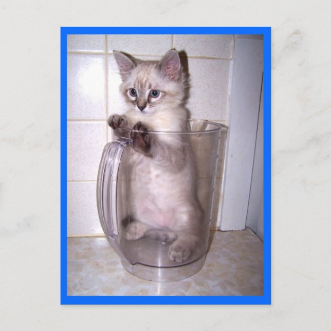 chaton en carte postale (Devant)