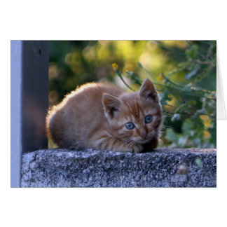 Chaton italien sauvage