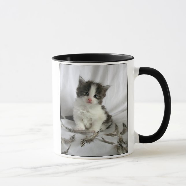 Chaton mignon de ragondin du Maine avec la tasse (Droite)