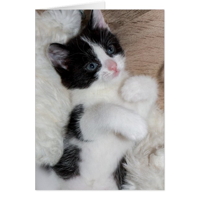 Chaton noir et blanc (Devant)