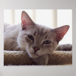 Chaton paresseux, affiche de la photo 24x20 de