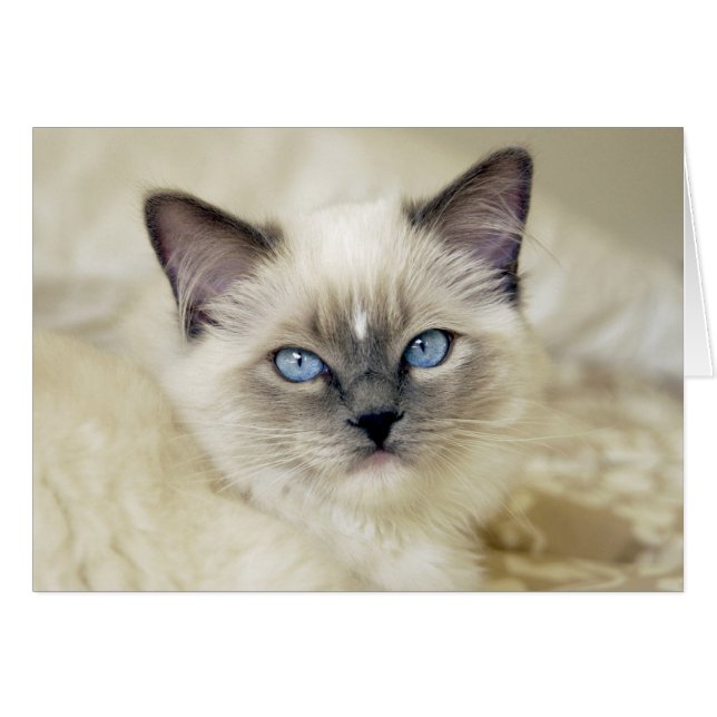 Chaton Ragdoll (Devant horizontal)