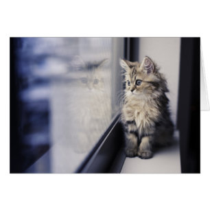 Chaton regardant la fenêtre