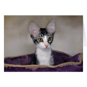 Chaton tigré dans un lit violet