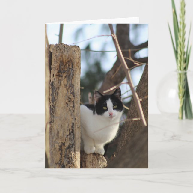 Chaton Tuxedo dans une carte de voeux arborée (Devant)