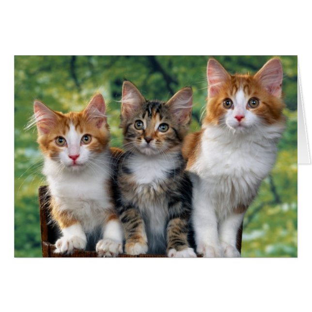 Chatons (Devant horizontal)