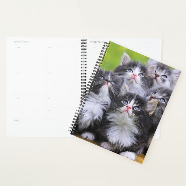 Chatons (Devant avec enveloppe)
