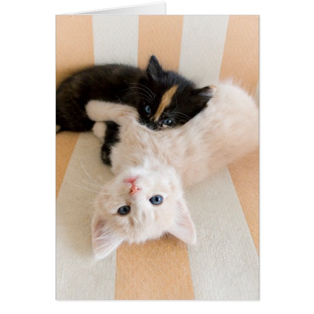 Chatons Blancs Et Noirs (Devant)