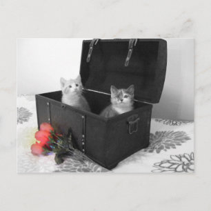 chatons dans le coffre avec fleurs carte postale