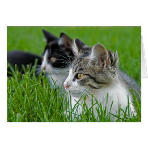 Chatons Dans L'Herbe