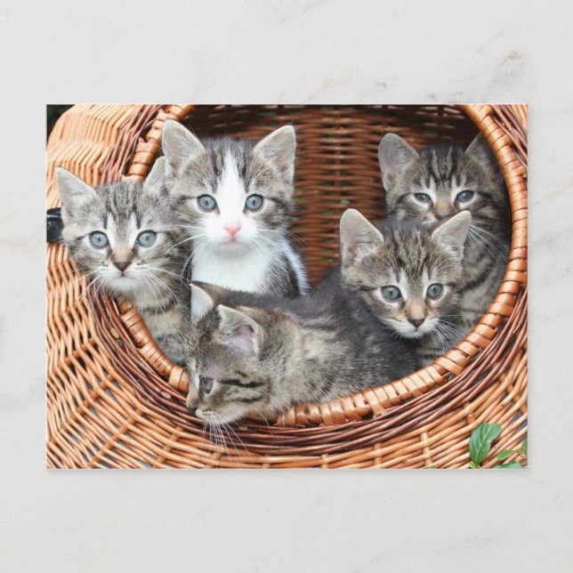 chatons dans un panier carte postale (Devant)