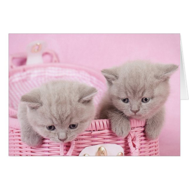 Chatons de courte portée britanniques (Devant horizontal)