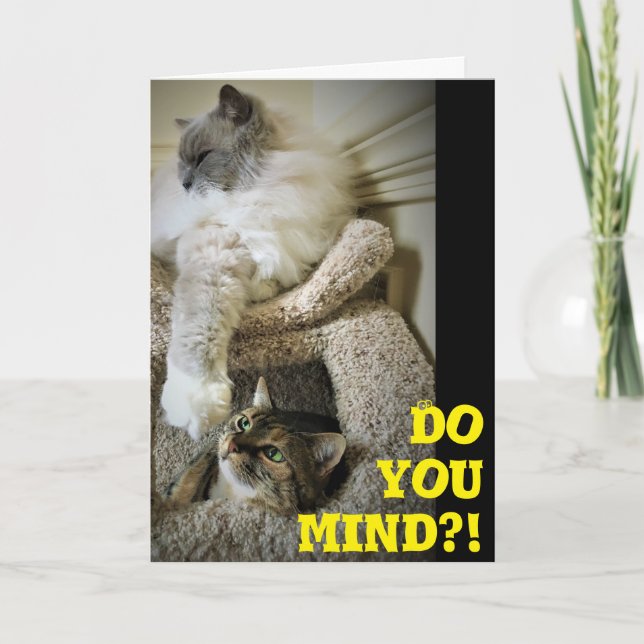 Chats amusants, carte (Devant)