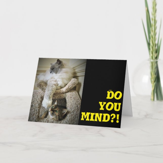 Chats amusants, carte (Devant)