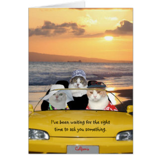 Chats amusants sur la plage à une date