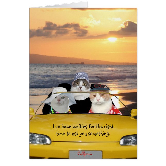 Chats amusants sur la plage à une date (Devant)