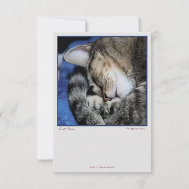 Chats confortables (Devant)