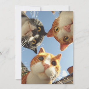 Chats curieux regardant vers le bas
