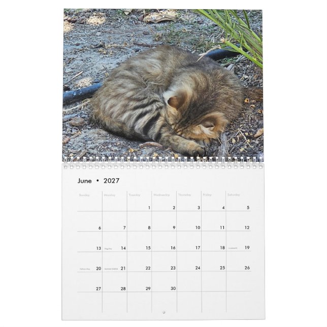 Chats de Chypre par Calendrier Paphos Life (Jun 2027)