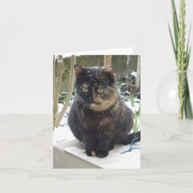 Chats et chatons seulement - carte blanche (Devant)