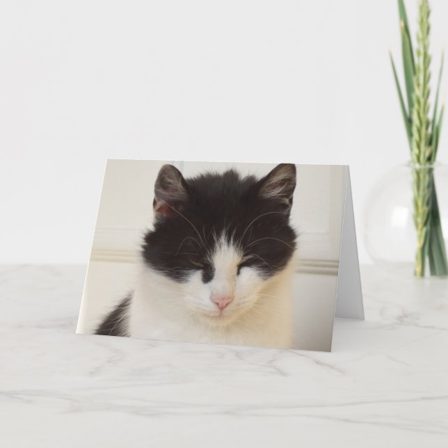 Chats et chatons seulement - carte blanche (Devant)