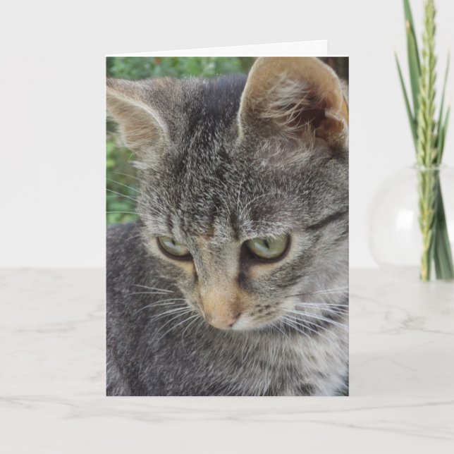 Chats et chatons seulement - carte blanche (Devant)