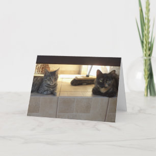 Chats et chatons seulement - carte blanche