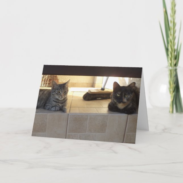 Chats et chatons seulement - carte blanche (Devant)