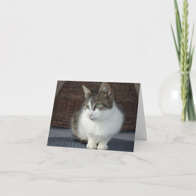 Chats et chatons seulement - carte vierge (Devant)