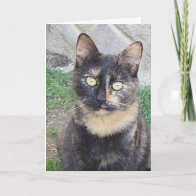 Chats et chatons seulement - carte vierge (Devant)