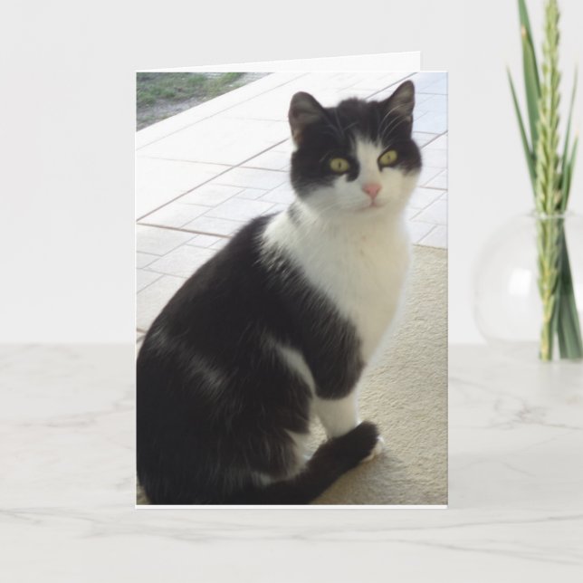 Chats et chatons seulement - carte vierge (Devant)