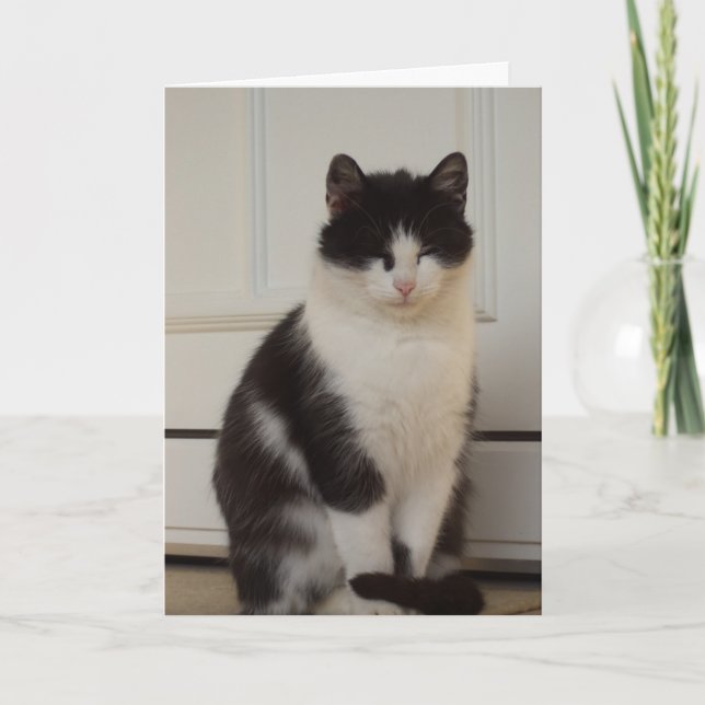 Chats et chatons seulement - carte vierge (Devant)