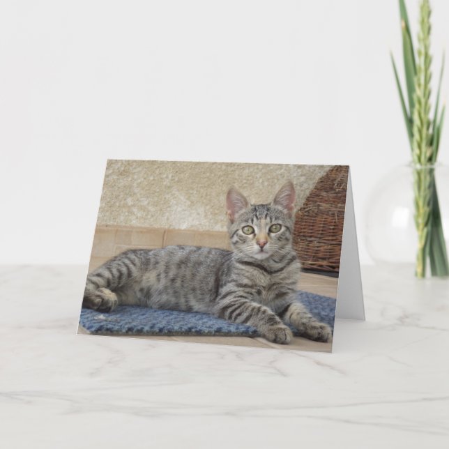 Chats et chatons seulement - carte vierge (Devant)