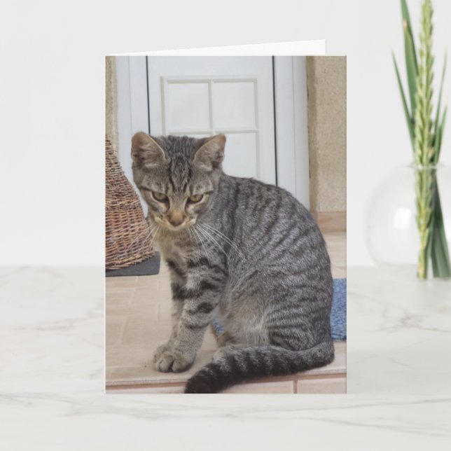 Chats et chatons seulement - carte vierge (Devant)