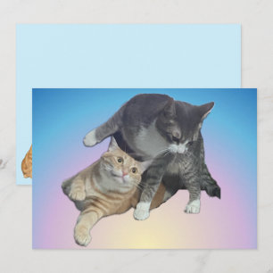 Chats Fou - Taz et Tito Bandito