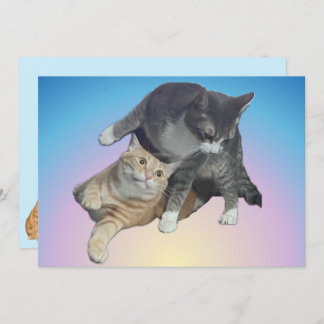 Chats Fou - Taz et Tito Bandito