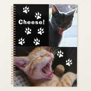 Chats mignons et amusants qui rient