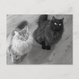 chats n w carte postale