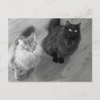 chats n w carte postale