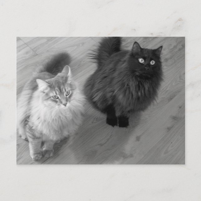 chats n w carte postale (Devant)