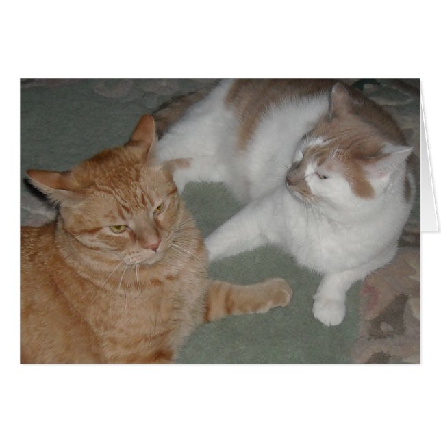Chats Tabby Orange (Devant horizontal)